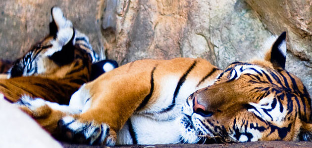 Tiger_and_Cubs