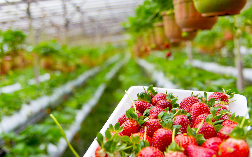 Amid labour shortage, farmer sends AI-infused robots to pick strawberries