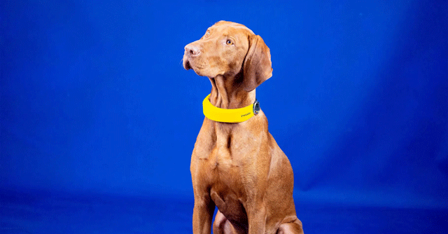 CES 2022: This smart dog collar can track your pup and keep it healthy too
