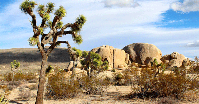 Capgemini taps AI solution to help conserve Mojave desert