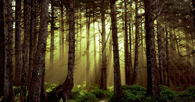 5 ways tech is helping to conserve forests
