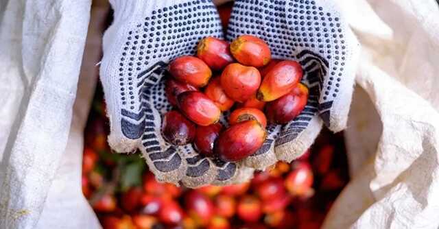 Unilever taps SAP’s blockchain solution to digitally track palm oil across supply chain